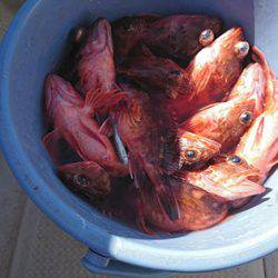 松本釣船２ 釣果