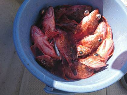 松本釣船２ 釣果