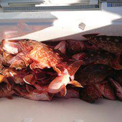 松本釣船２ 釣果