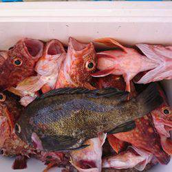 松本釣船２ 釣果