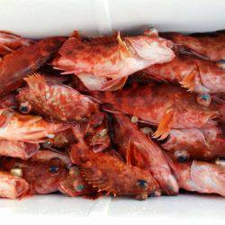 オーフリー 釣果