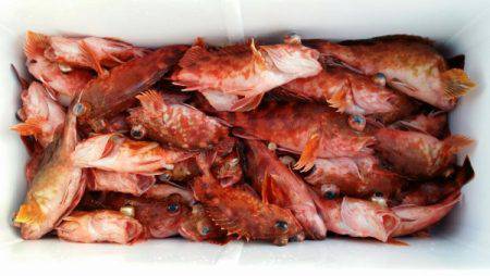 オーフリー 釣果