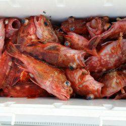 オーフリー 釣果