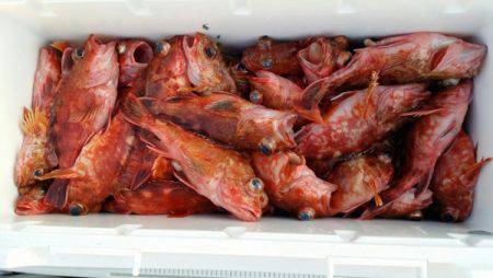 オーフリー 釣果