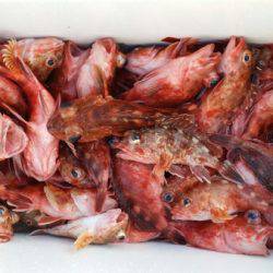 オーフリー 釣果