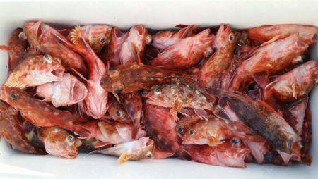 オーフリー 釣果