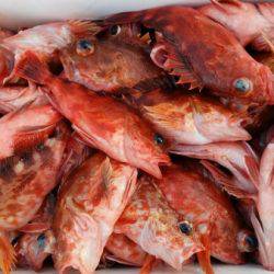 オーフリー 釣果