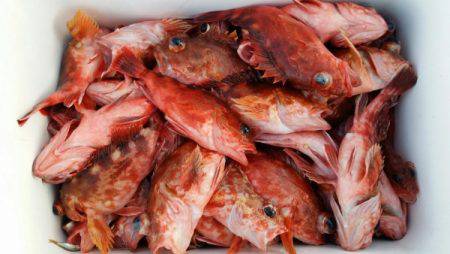 オーフリー 釣果