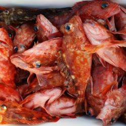 オーフリー 釣果