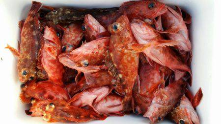 オーフリー 釣果