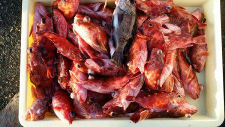 オーフリー 釣果