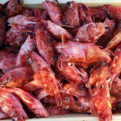 オーフリー 釣果