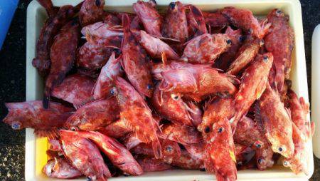 オーフリー 釣果