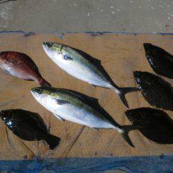 松名瀬フィッシングパーク 釣果