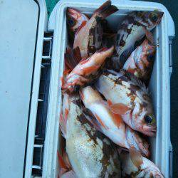 モンロー号 釣果