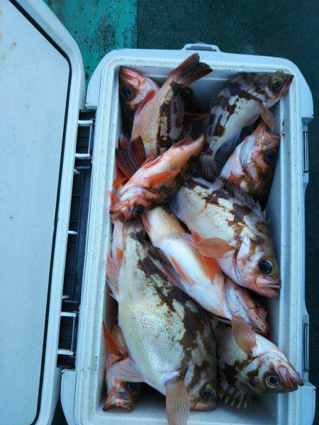 モンロー号 釣果