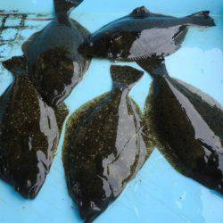 松名瀬フィッシングパーク 釣果