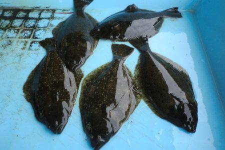 松名瀬フィッシングパーク 釣果