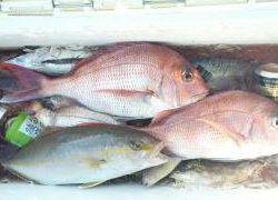 長栄丸(静岡) 釣果