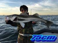 オーシャンマスター 釣果