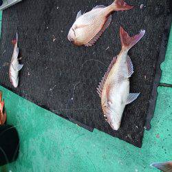 第三むつりょう丸 釣果