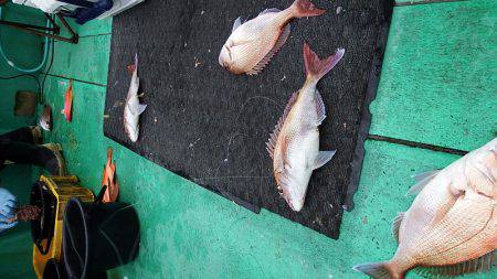 第三むつりょう丸 釣果