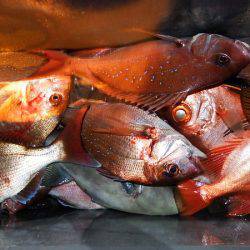 第三むつりょう丸 釣果