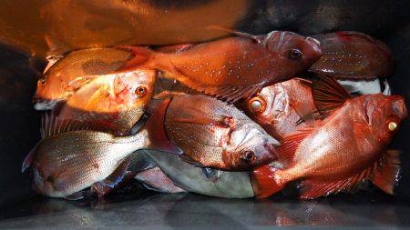 第三むつりょう丸 釣果