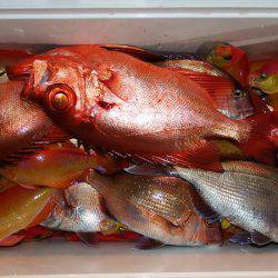 第三むつりょう丸 釣果