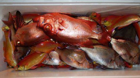 第三むつりょう丸 釣果