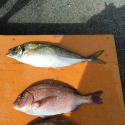 フィッシングパーク錦 釣果