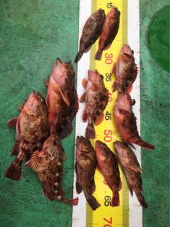 利弥丸（としやまる） 釣果