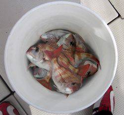 来温丸（らいおんまる） 釣果