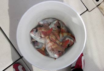 来温丸（らいおんまる） 釣果