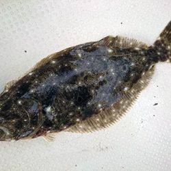 松本釣船2 釣果