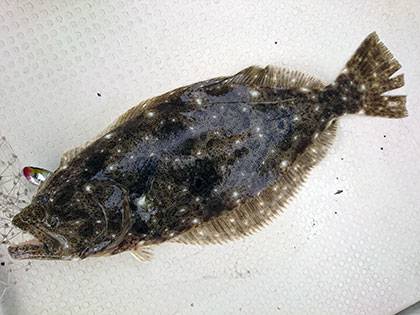 松本釣船２ 釣果