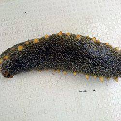 松本釣船2 釣果