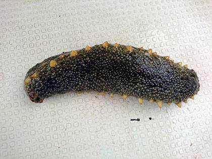 松本釣船2 釣果