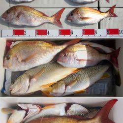 来温丸(らいおんまる) 釣果