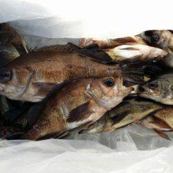 オーフリー 釣果