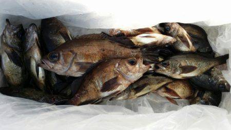 オーフリー 釣果