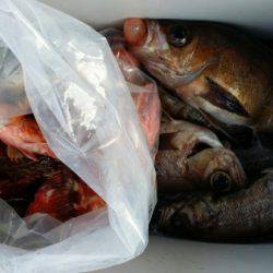 オーフリー 釣果