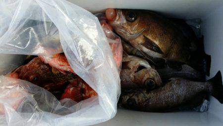 オーフリー 釣果