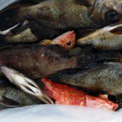 オーフリー 釣果