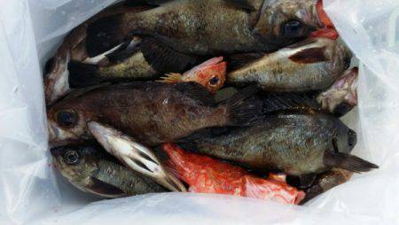 オーフリー 釣果