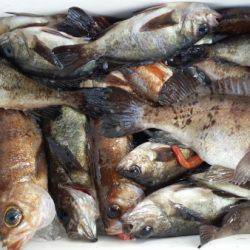 オーフリー 釣果