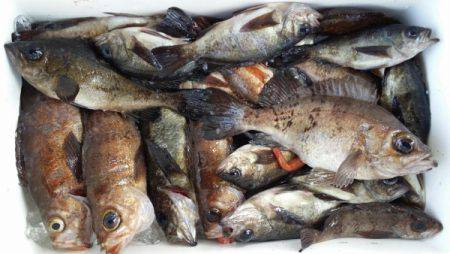 オーフリー 釣果