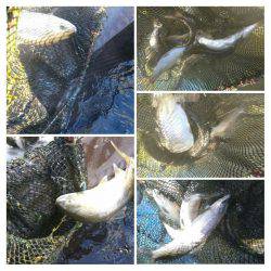 みどりフィッシングエリア 釣果