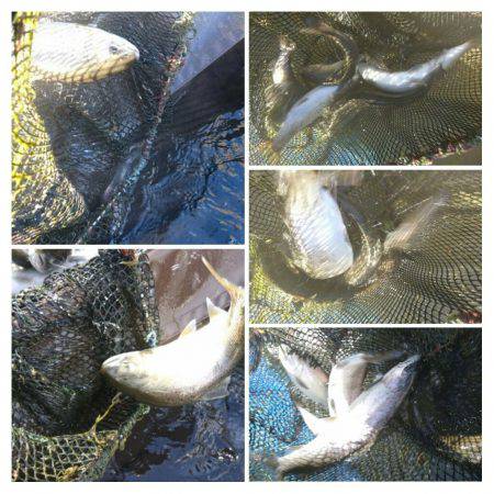 みどりフィッシングエリア 釣果