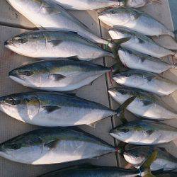 旭星釣りセンター 釣果